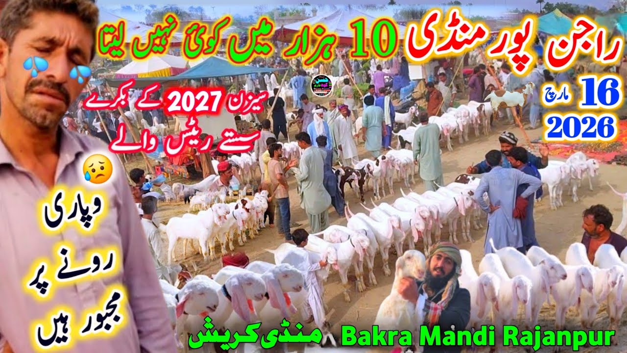 16 March 2026 Rajanpur Punjab Bakra Mandi سیزن 2026 کے بکرے Start Rate 🙄 12 hzar راجن پور بکرا منڈی 