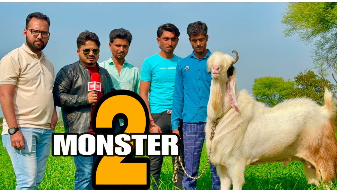 Monster 2 - One of India’s Heaviest Self Feeding Kota Goats at Bin Waheed Farms, Bhopal
