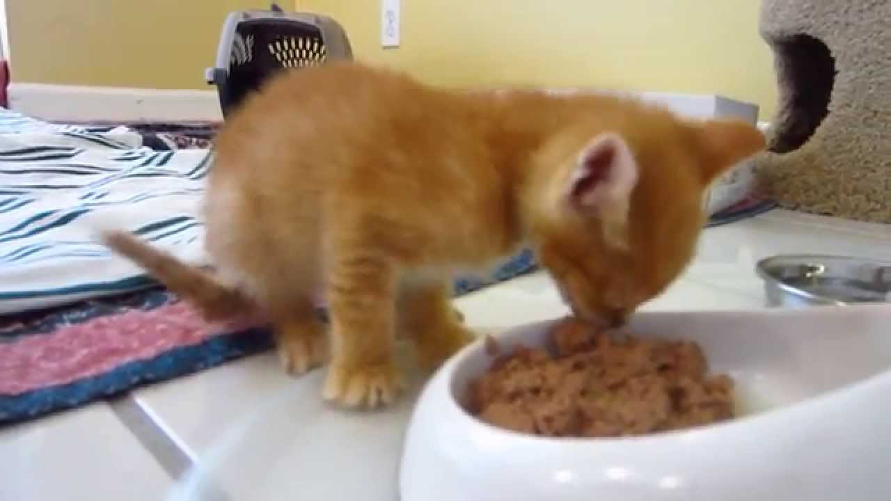 Super Cute Tiny Orange Foster Kitten Eating Purina Wet Food While Meowing - 3 Weeks Old