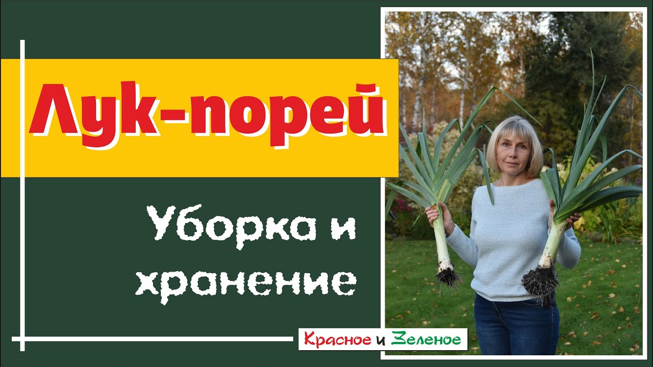Лук порей. Уборка и хранение