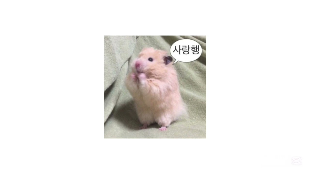 2025 틱톡 랜덤 플레이 댄스