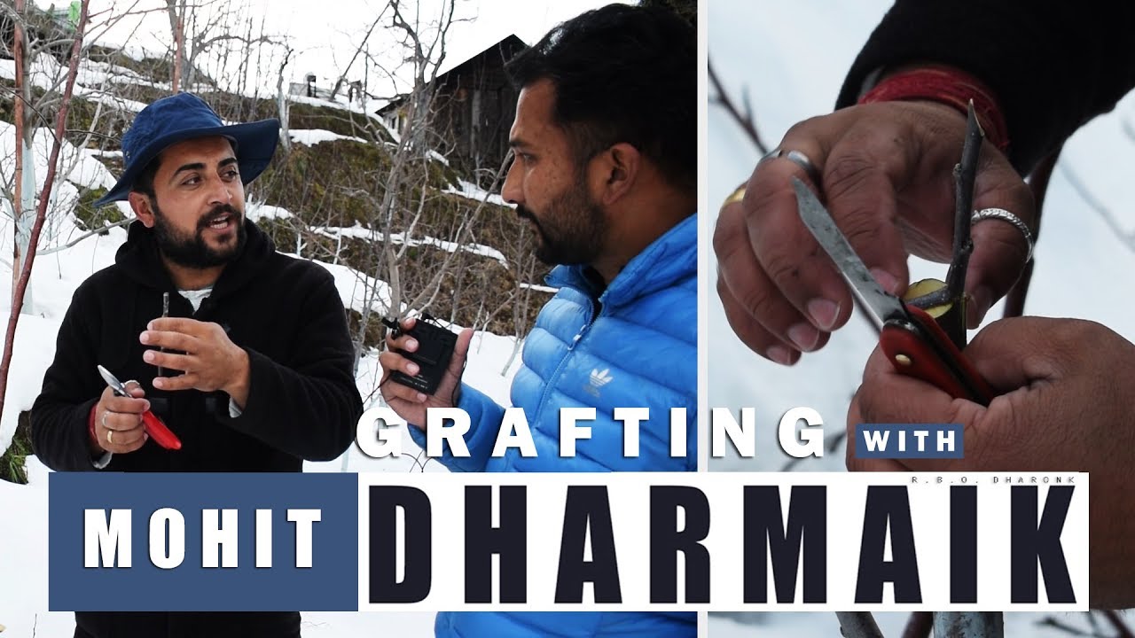 Grafting Tutorial with Mr. Mohit Dharmaik Ji | February 2019 | Lets Grow Apple