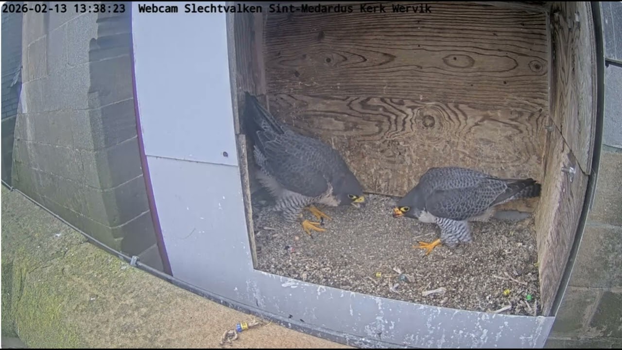 Wervik bonding peregrines 13 feb 2026