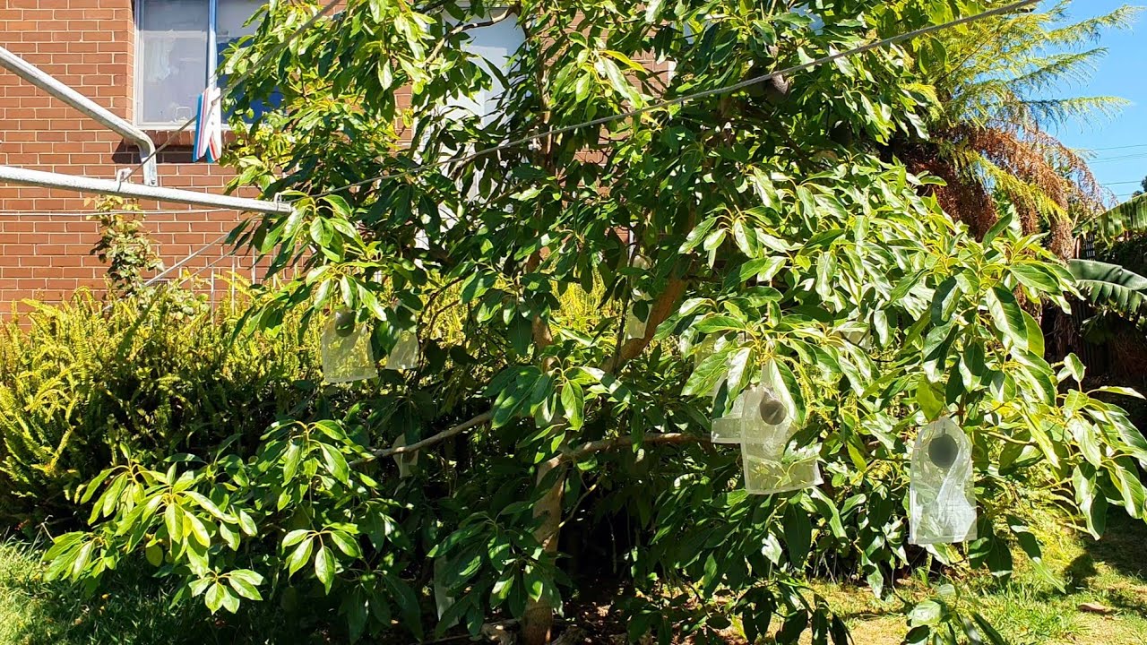 By Request - Avocado Tree Update Midsummer 2022