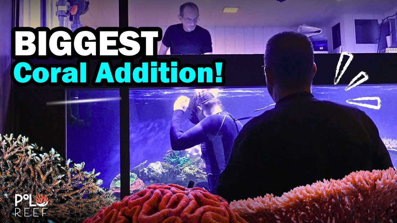 100+ Live Coral Go In a 2,500 Gallon Tank!