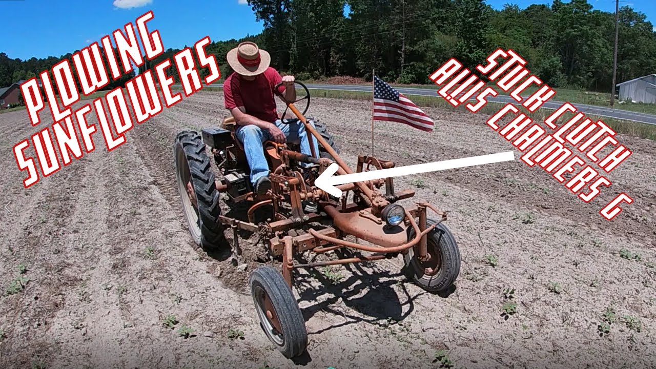 Stuck Clutch on Allis Chalmers G - Still Plowing Sunflowers! - Bullard Farms