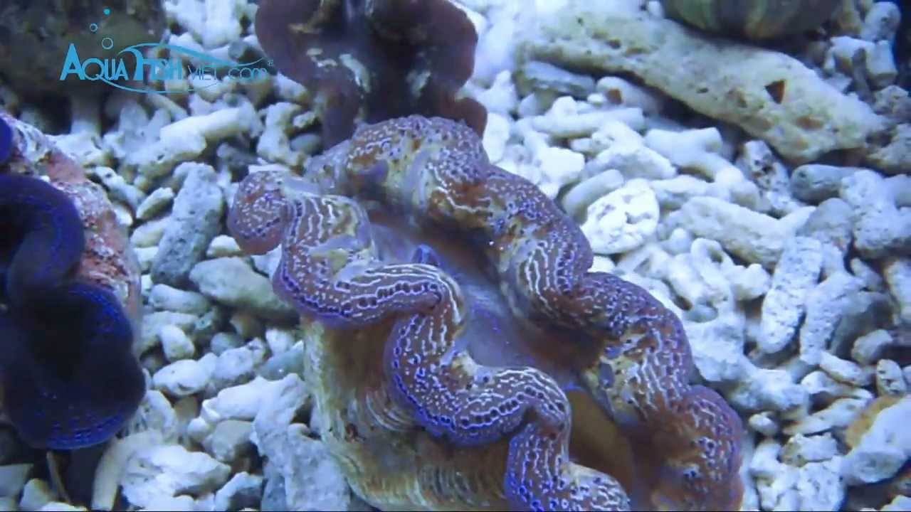 Golden Crocea Clam (Tridacna Crocea) || AquaFishViet.com