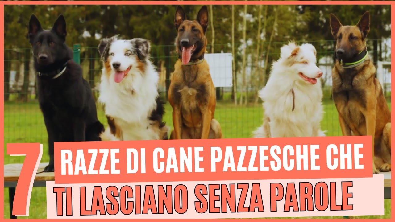 LE 7 RAZZE DI CANI PIÙ INTELLIGENTI CHE TI STUPIRANNO