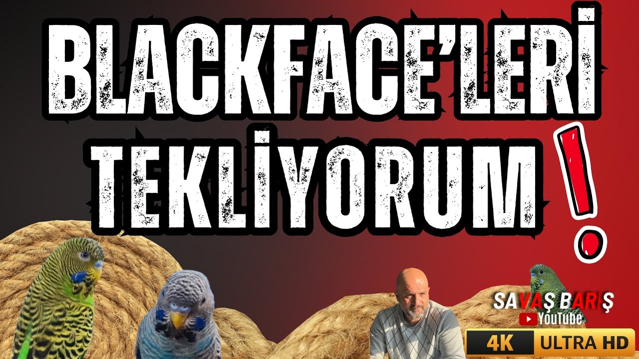 Blackface Muhabbet Kuşlarımı Tekliyorum | Püf Noktaları ve Bakım İpuçları !