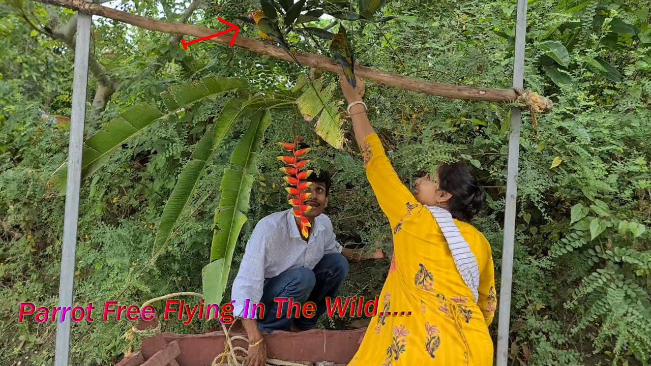 Birds Free Flying In The Wild / আমাদের দেশে মুক্ত আকাশে বিদেশি পাখিদের উড়তে শেখানো..