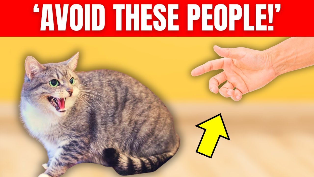10 Types of People Cats HATE That You Should Avoid!
