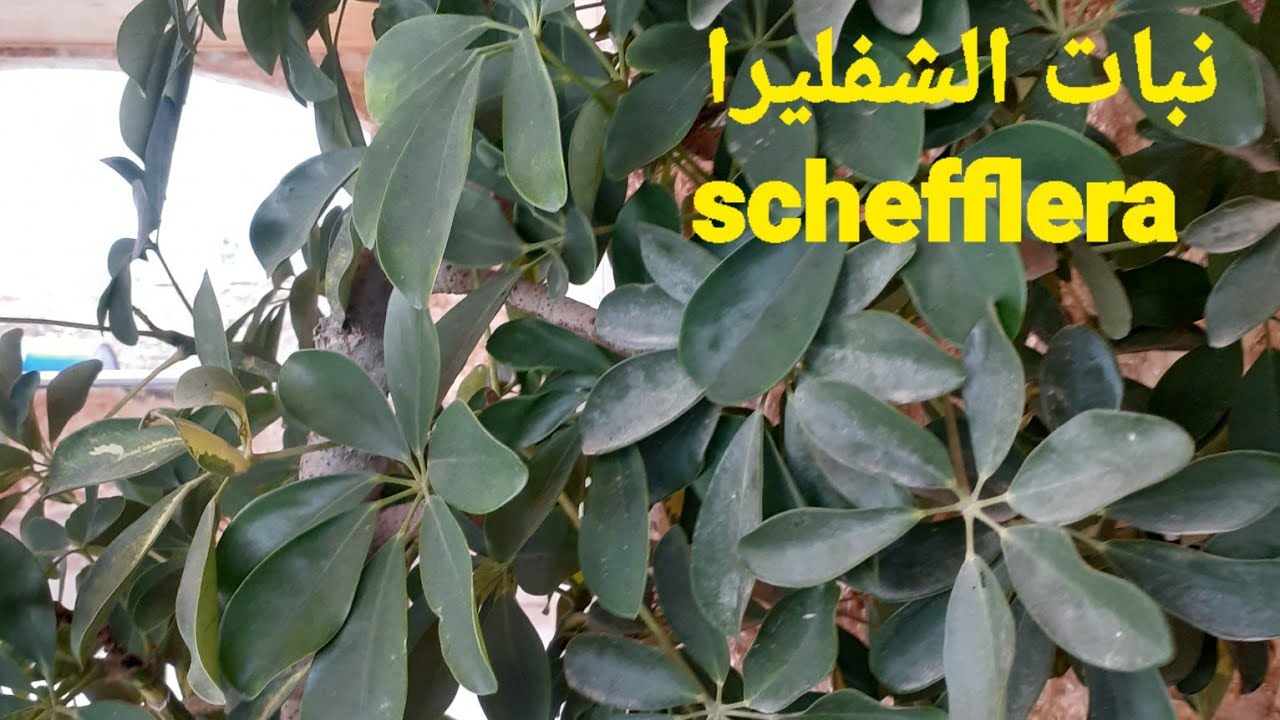 إكثار نبات الشفليرا بالترقيد الهوائي  ، schefflera