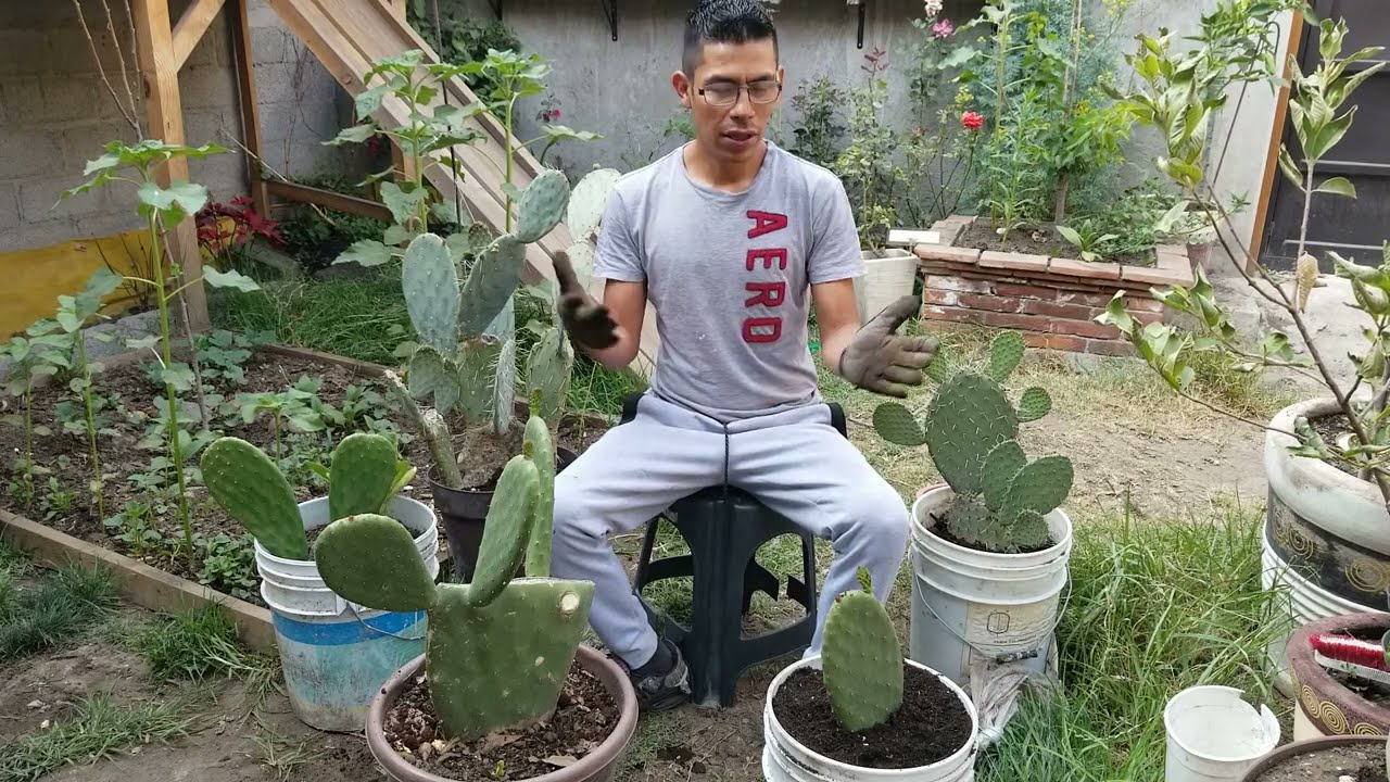 Trasplantando #nopal 🌵  a maceta y abonarlos😉Como tener mas nopales.