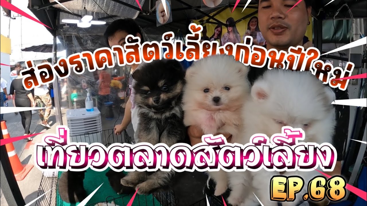 EP.68 เที่ยวตลาดสัตว์เลี้ยง พาเดินโซนข้าง เจเจมอลล์  🐶😸🦜🐸 : Jatujak pest market