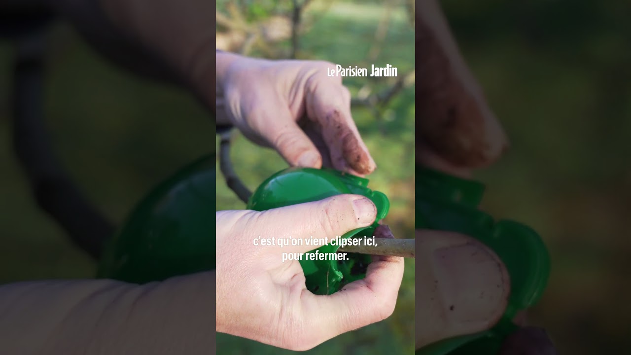 Les conseils d'un expert du jardinage pour bouturer un figuier sans effort