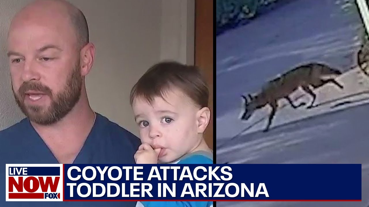 Toddler attacked by coyote in driveway of home in Scottsdale, Arizona | LiveNOW from FOX