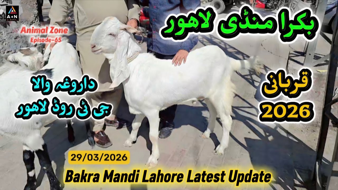 Bakra Mandi Lahore (Pakistan Mint Daroghawala G.T Road Lahore) Latest Update 29/03/2026 Qurbani 2026