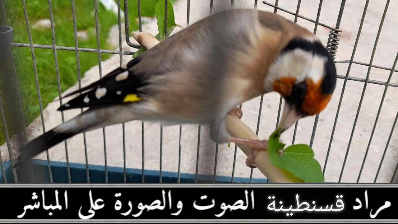 بمناسبة دخول الطيور فترة الراحة مراد يذكركم ككل سنه بتقديم بعض النباتات المفيده  2022