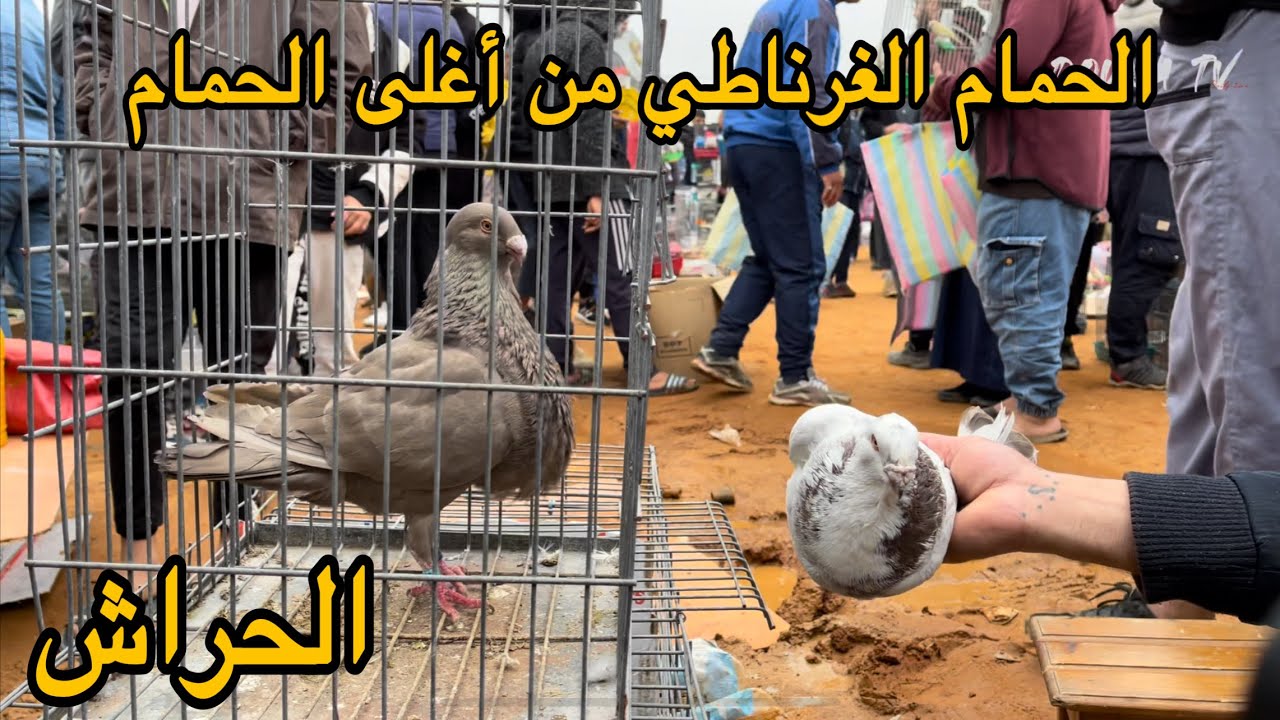 أسعار الحمام في الجزائر 2022/جديد الحراش 🇩🇿