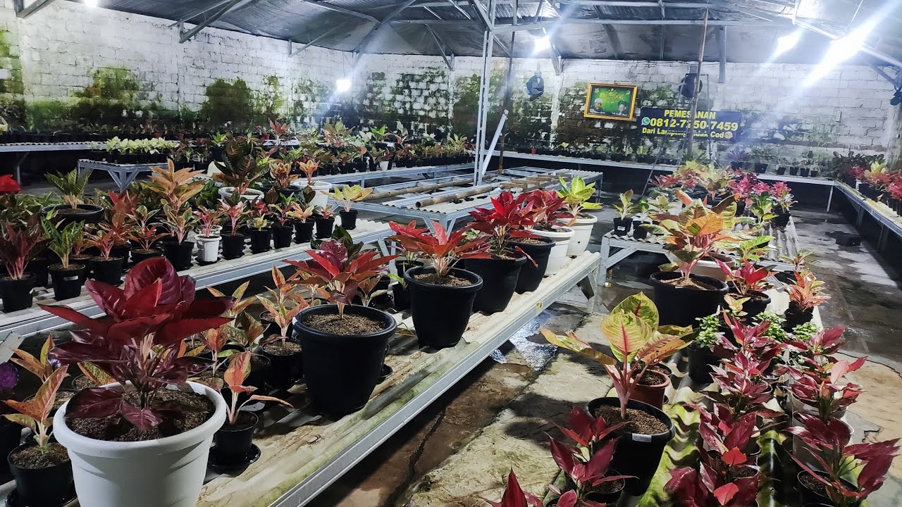 Tanaman Hias aglonema