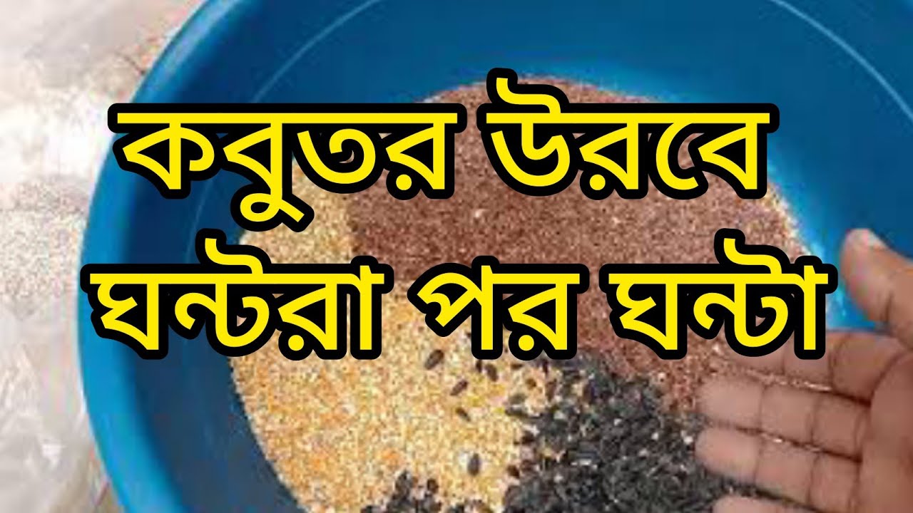 কবুতর উড়ানোর বেস্ট খাবার মিক্স।Best food mix for pigeon flying.