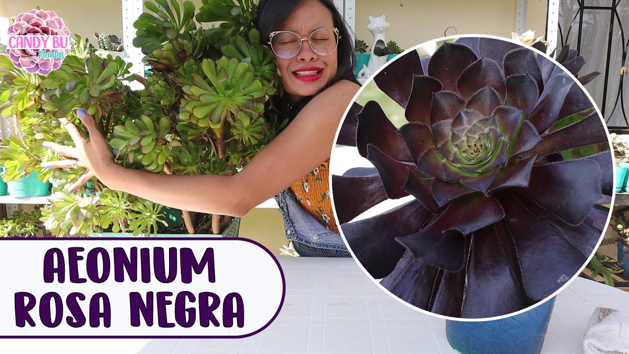 Suculenta rosa negra AEONIUM ZWARTKOP: Cómo cuidarla para que crezca hermosa y gigante │Candy Bu