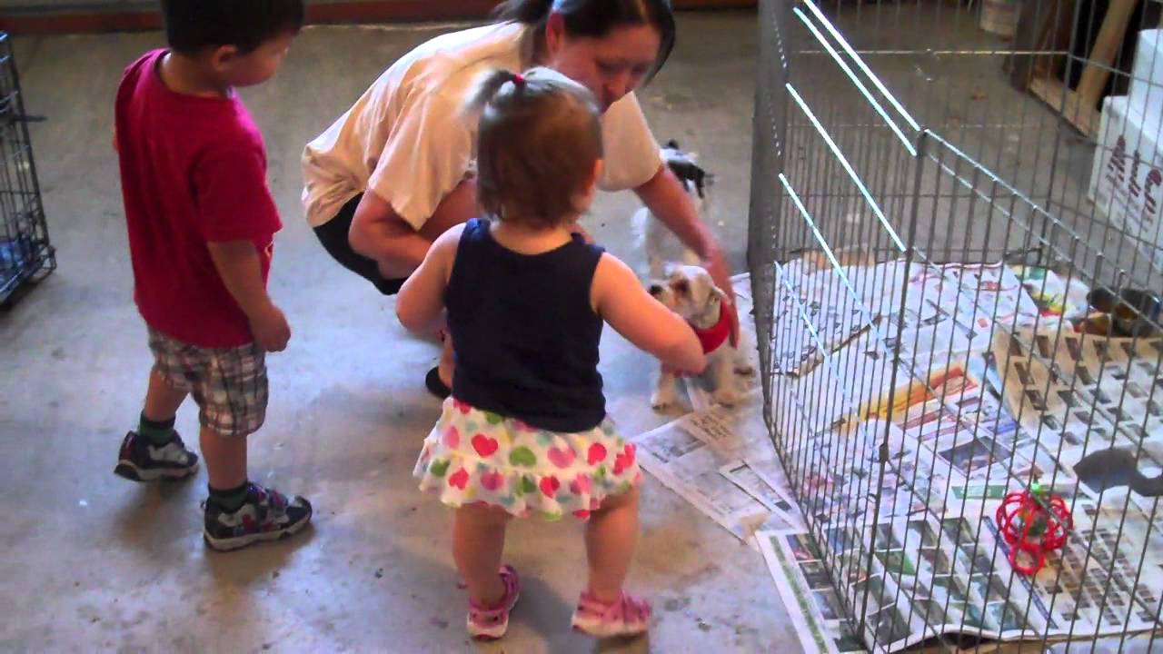 Fun with puppies (2011.07.29)