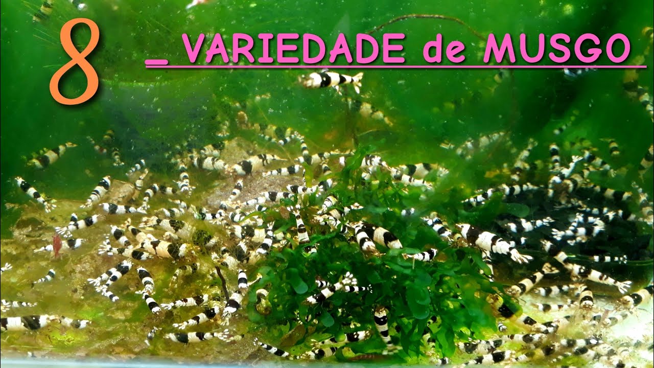 Musgo para aquário , 8 variedade