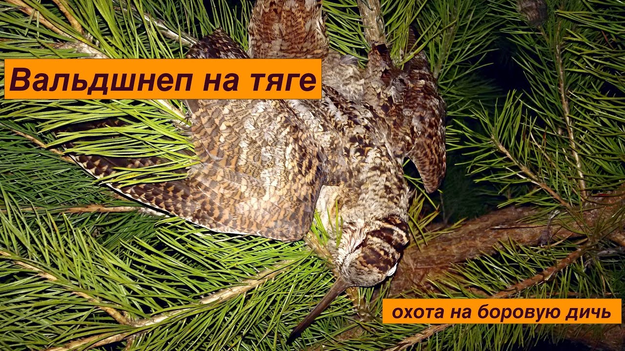 ВАЛЬДШНЕП. Охота на боровую дичь. Охота на 
