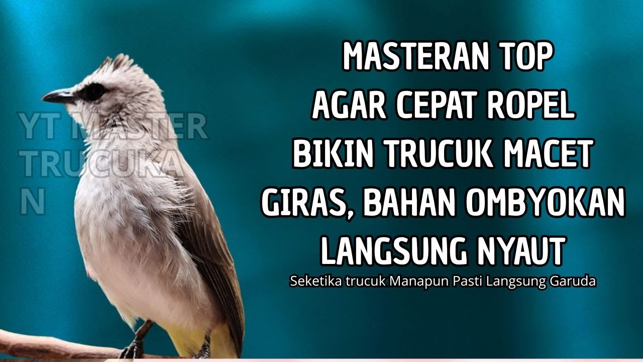 Trucukan GACOR ngalas ROPEL PANJANG suara alam AMPUH buat pancingan jadikan trucuk Gacor GARUDA