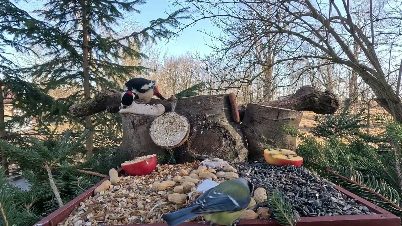 🔴📺 Klidné odpoledne 🐦🌻🥜
