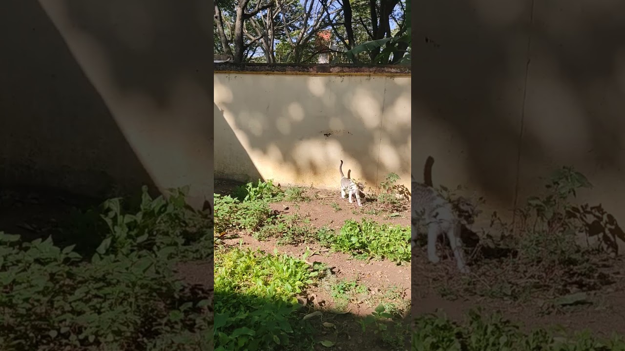 6 minutes of 3 kittens playing while sunbathing #kittensplaying #cute 