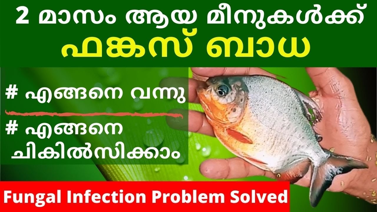 നട്ടർ മീനുകൾക്ക് ഫങ്കസ് ബാധ | Fish disease and treatment Malayalam | fish fungal infection