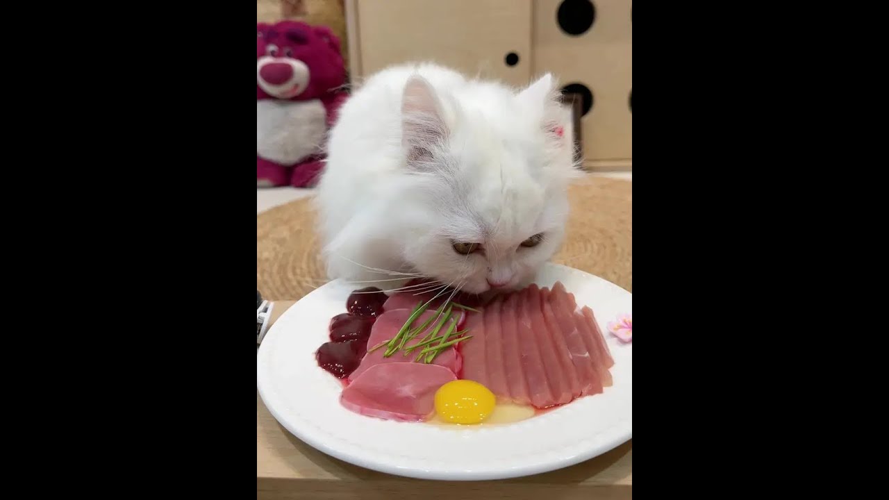 Eat slowly, don't bite your tongue cat eating live broadcast raw meat with bone