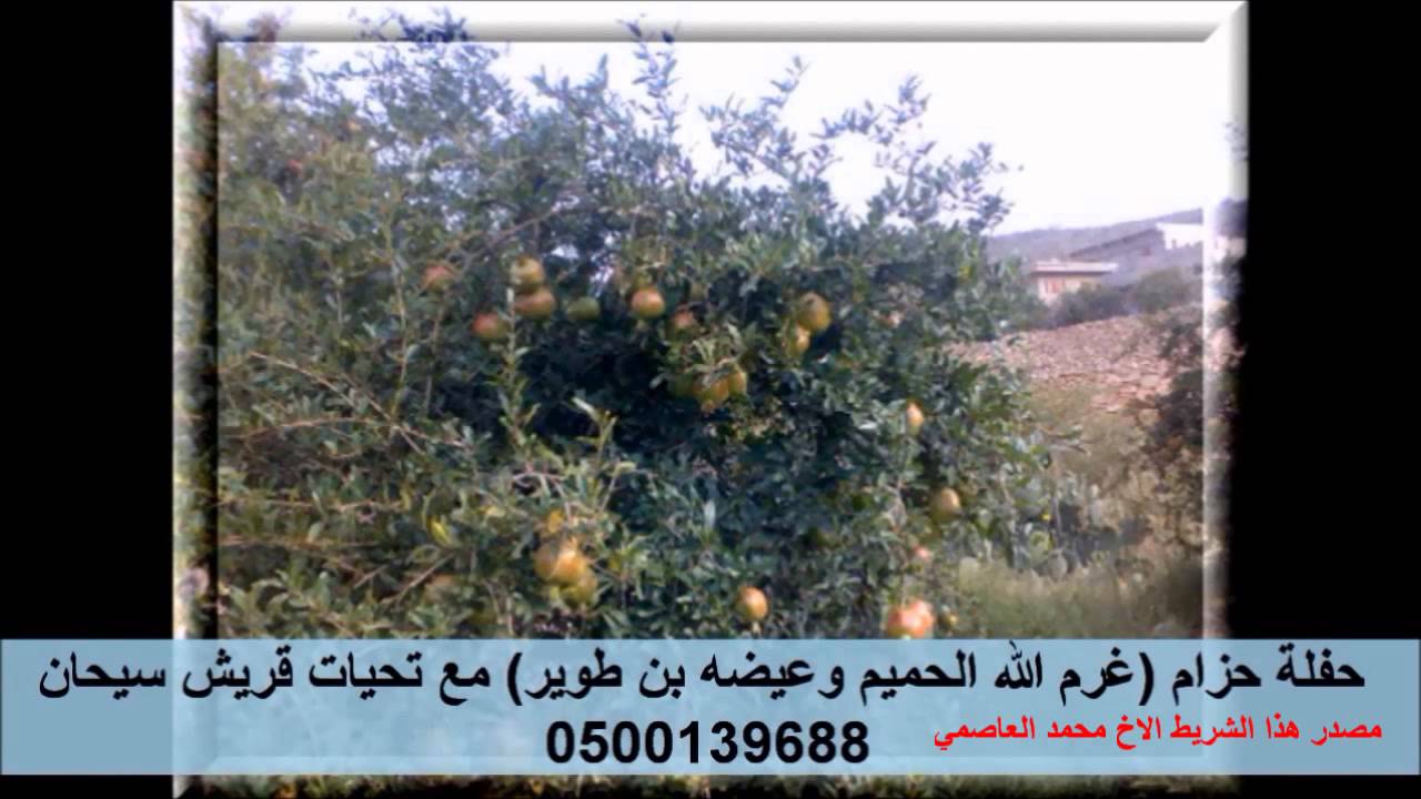 غرم الله الحميم وعيضه بن طوير بوادي حرف  قريش سيحان