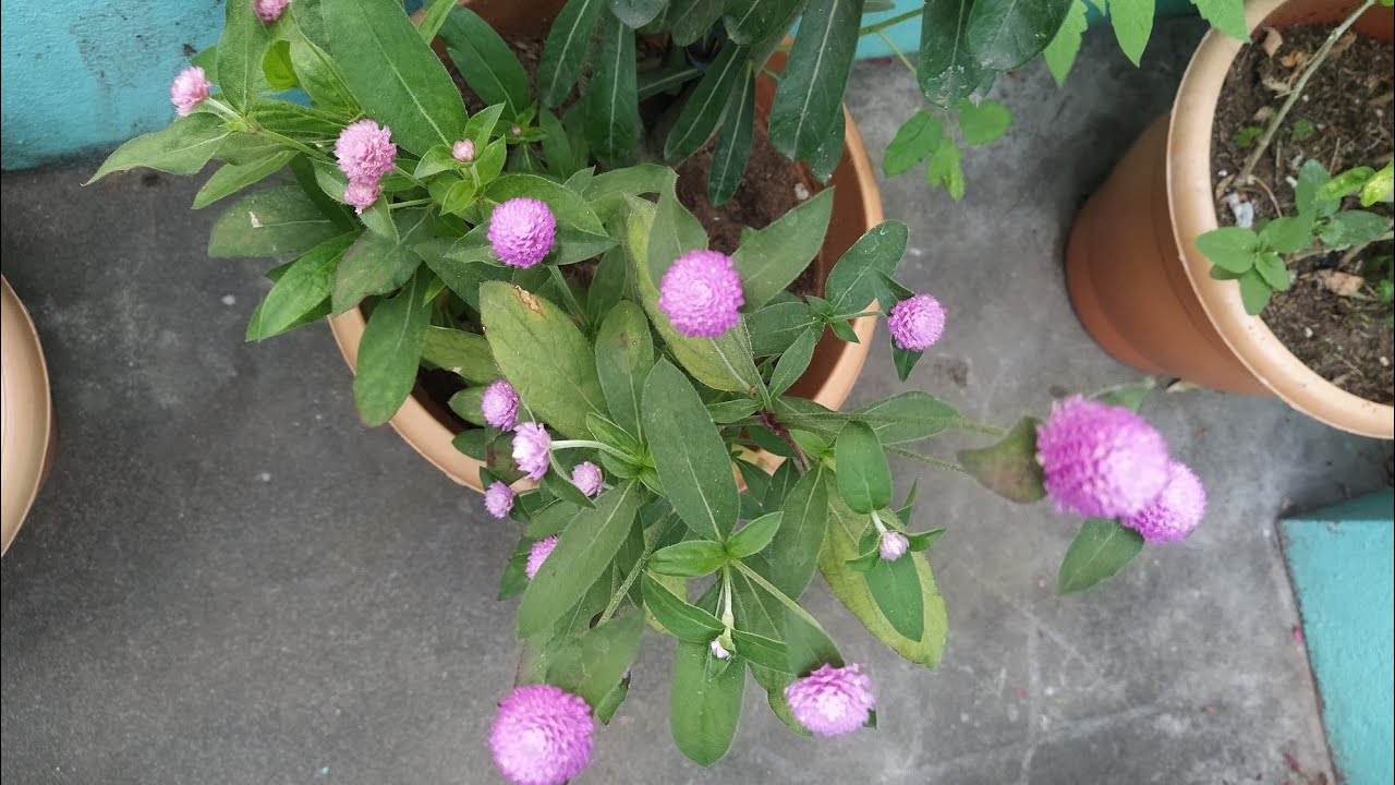Baby pink bogadabanthi plant