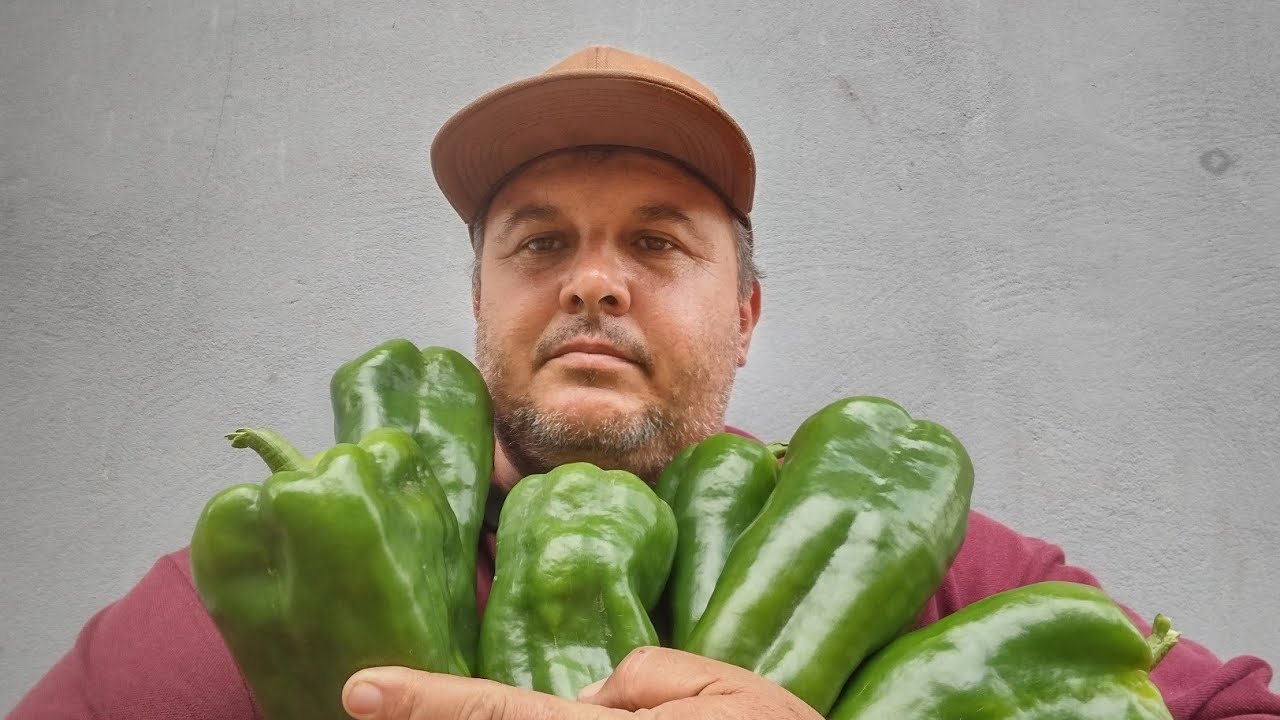 Pimentão Dahara R Qual a melhor época para o seu plantio só natureza @marcosbrugneroto