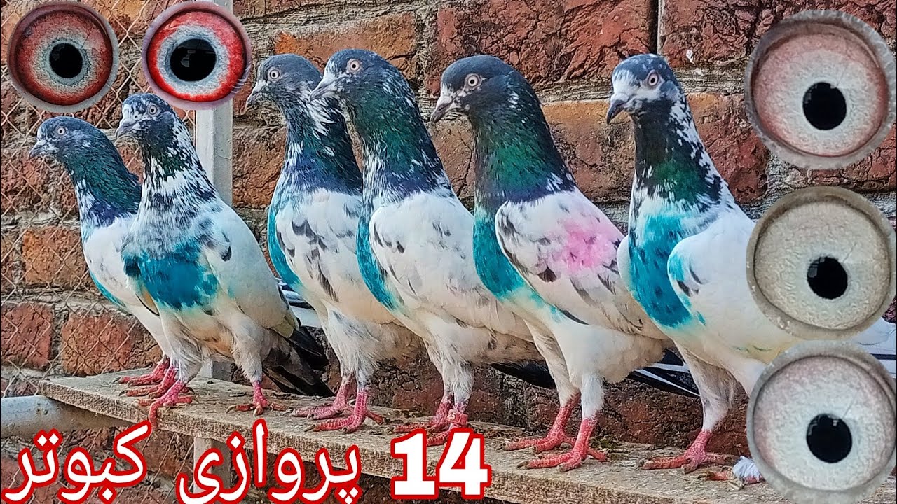 ٹیڈی اور لال آنکھوں کے 14 پروازی کبوتر (محمد حسیب اکرم 0310:4502055)