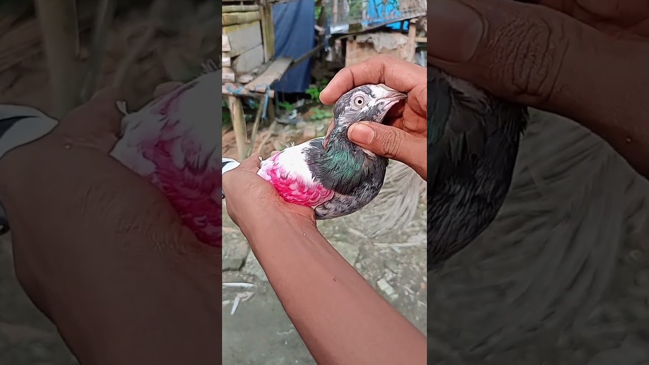 How to identify pure teddy pigeons #piyaltaddyloft #teddy