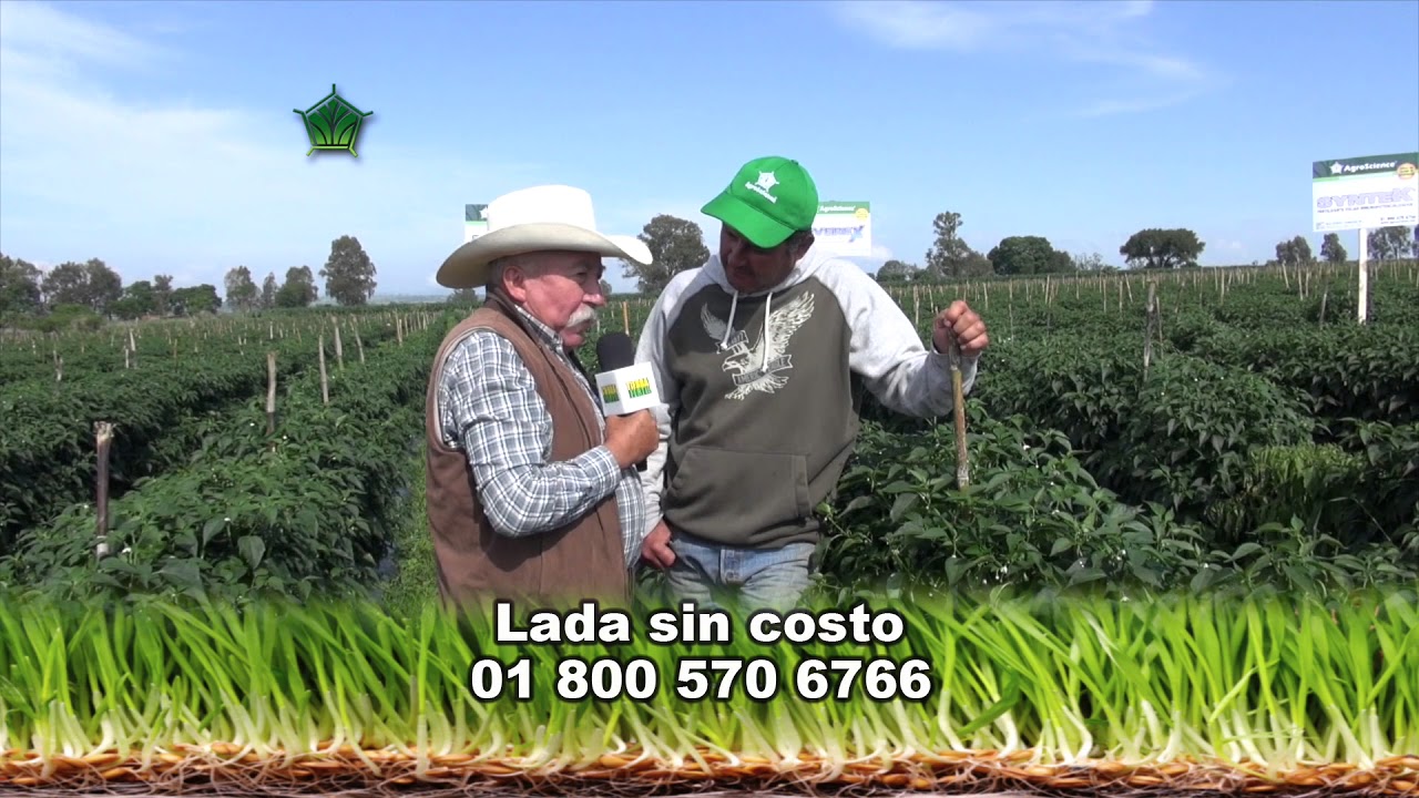 AgroScience | Nutrición Completa para Chile Variedad Plata
