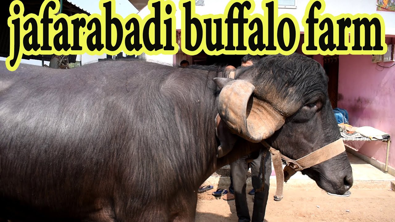 30 लीटर दूध वाली जाफराबादी भैंसें I Jafarabadi Buffaloes exported to Brazil I  African cape buffalo