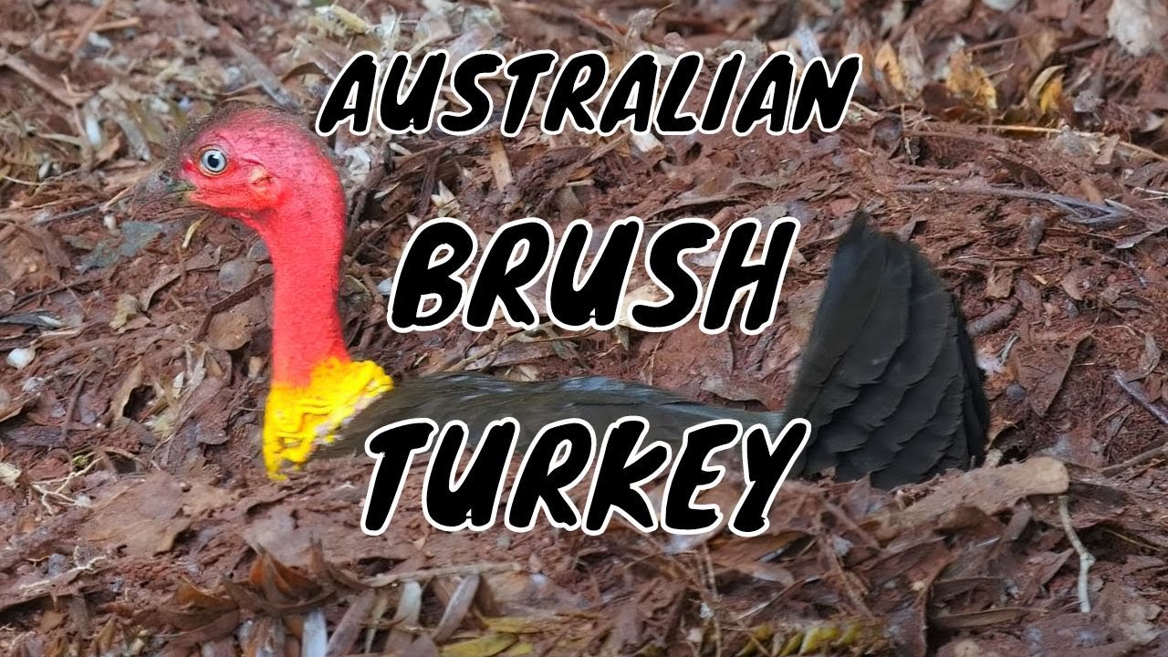 Australian Brush Turkey or Scrub Turkey (Alectura lathami) / Buschhuhn