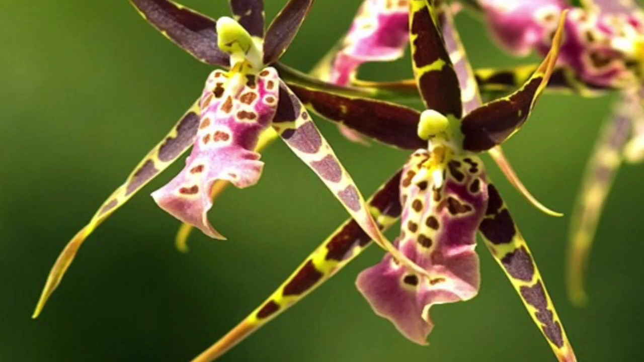 Miltassia Shelob Tolkien Orchid repot