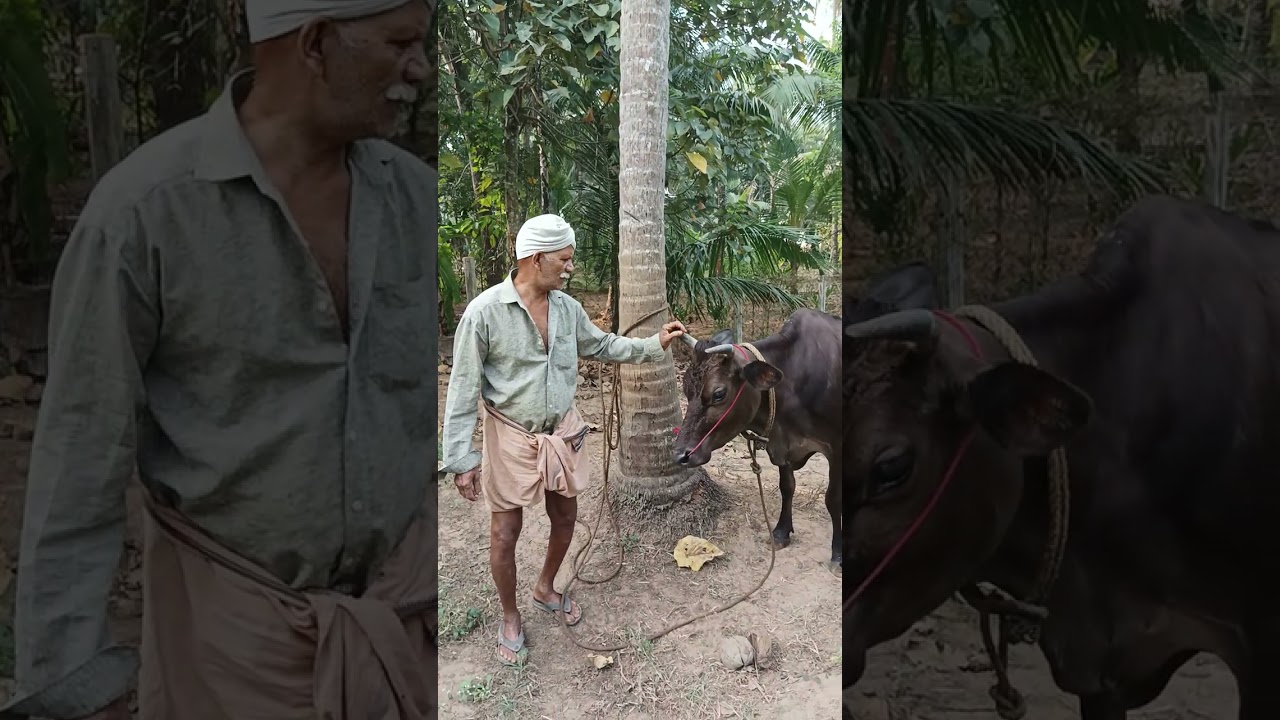 കൃഷ്ണൻകുട്ടി പശു ഫാം മലപ്പുറം എരമംഗലം