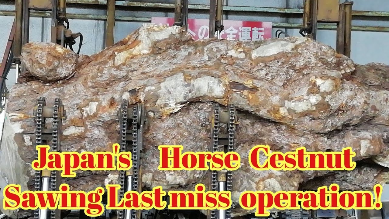 Japan's Horse Chestnut Sawing Last miss operation!