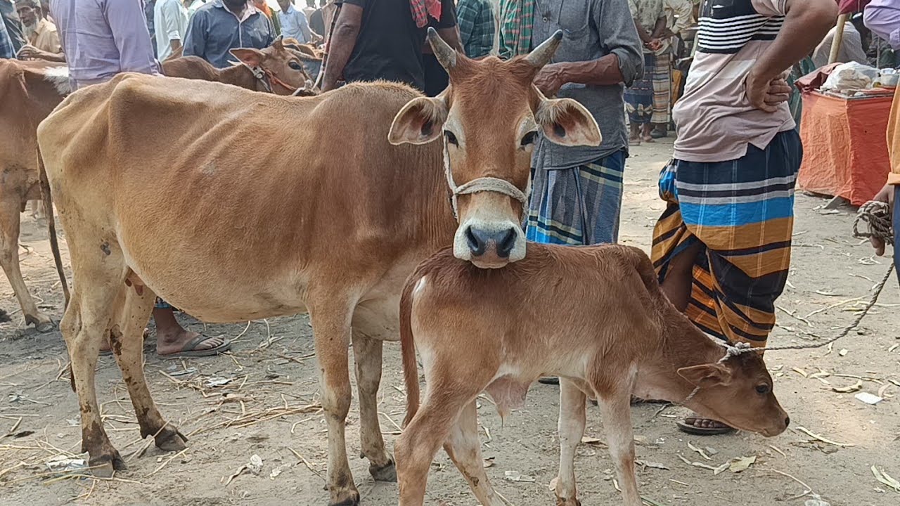 গরুর হাট দেশি গাভী বাছুরের দাম মাতাজি হাট নওগা