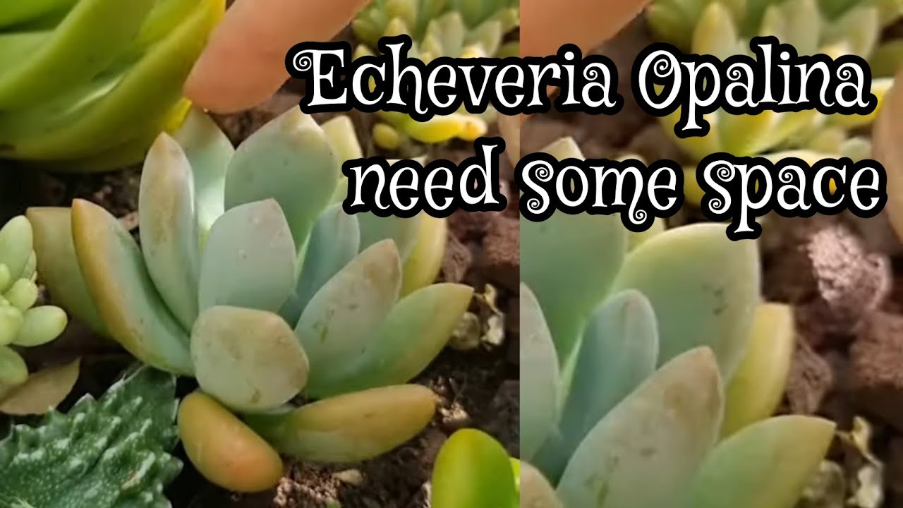 Graptoveria Opalina need to move! #succulents #succulentlover #graptoveria