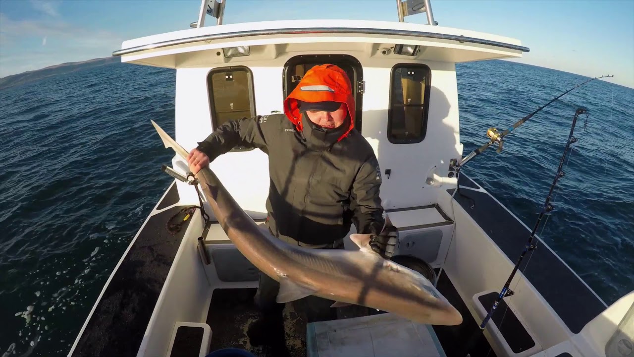 Glenarm fishing at anchor - Tope and Skate, Cod and Bull Huss, November 2019.
