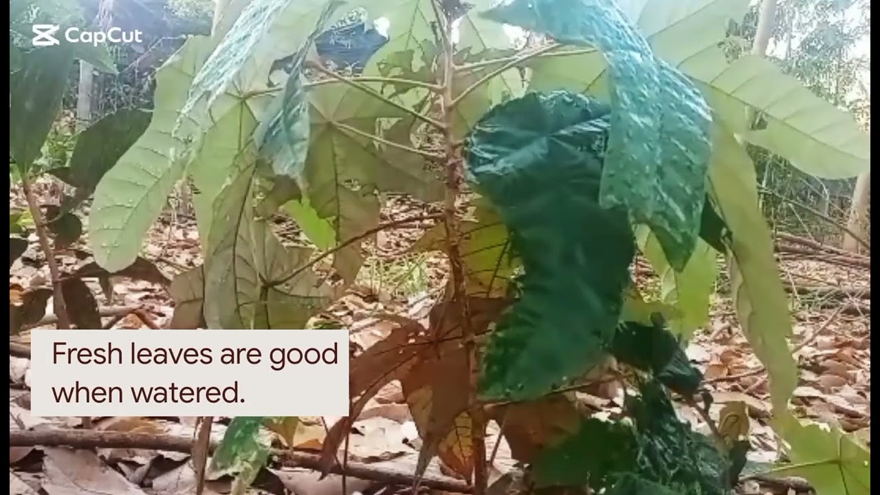 Fresh leaves are goodwhen watered.