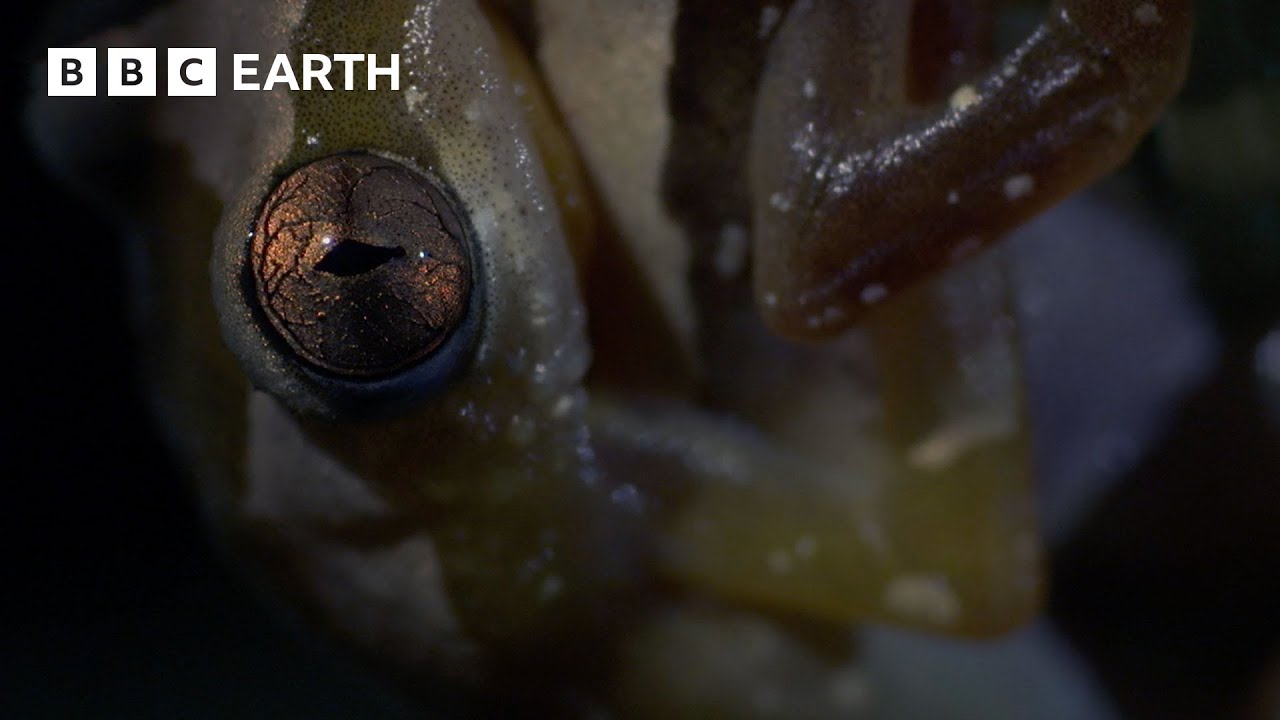 The Mating Ritual of Frogs | Narrated by David Attenborough | Africa | BBC Earth